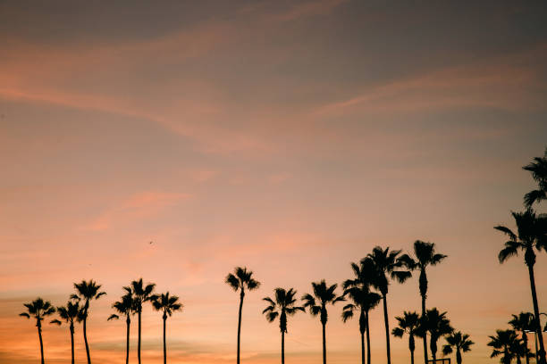 istock Palm Trees Silhouettes at Sunset 1200578504