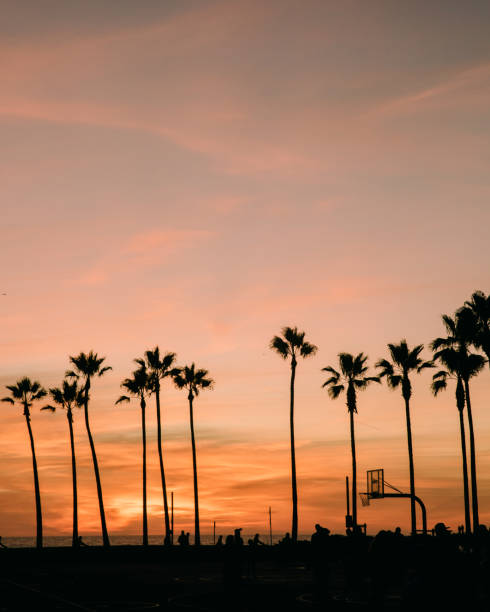 istock Palm Trees Silhouettes at Sunset 1200578576