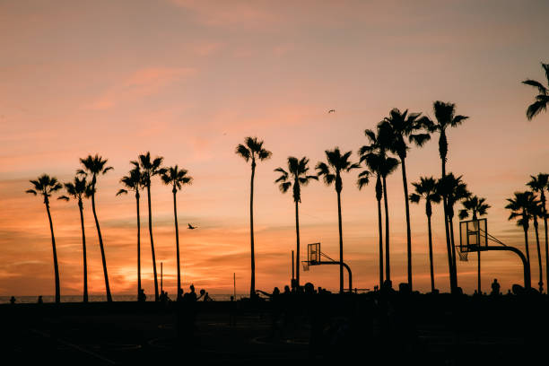 istock Palm Trees Silhouettes at Sunset 1200578795