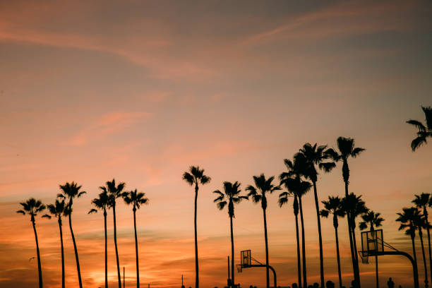 istock Palm Trees Silhouettes at Sunset 1200578831