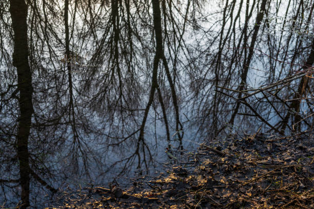 istock winter landscape inside the Ticino river national park, Besate, Milan 1200578877