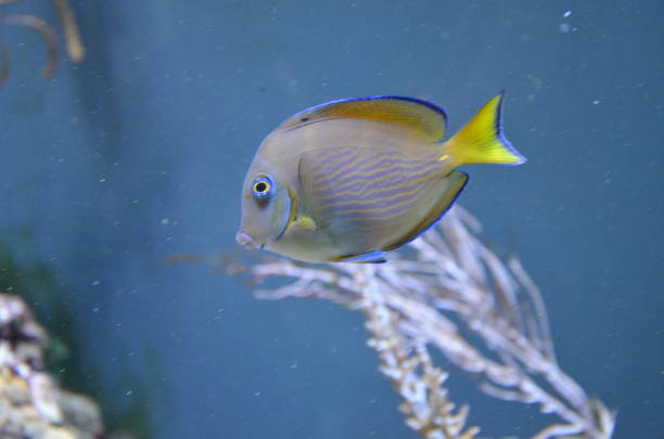istock Tropical fish in aquarium, Berlin 1200578974
