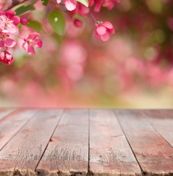 istock Crab Apple Tree Bokeh and Old Wood Background 1200580595