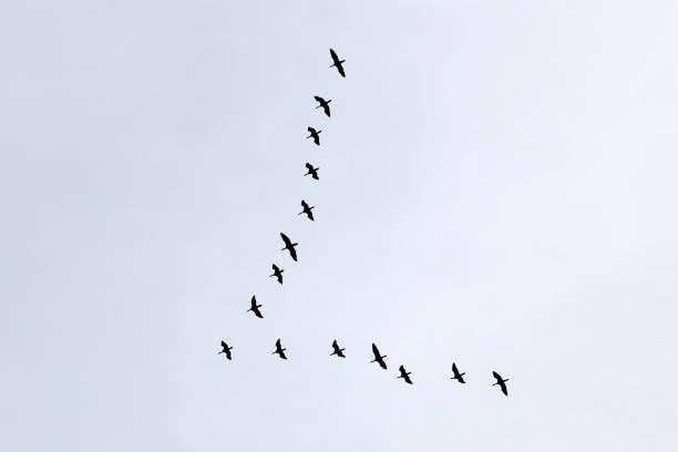 istock Wedge cranes fly high in the sky 1200581491