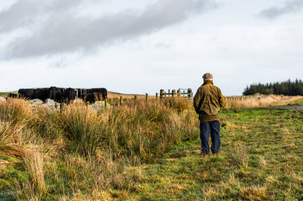 istock Senior man in a rural setting with his back to the camera looking at beef cattle in a field in south west Scotland. 1200581565