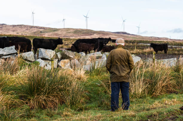 istock Senior man in a rural setting with his back to the camera looking at beef cattle in a field in south west Scotland. 1200581654