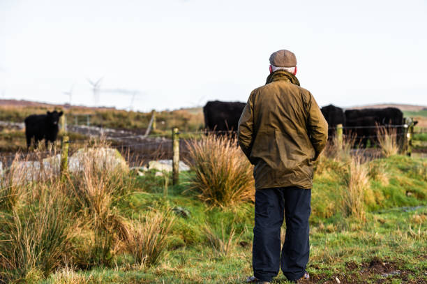 istock Senior man in a rural setting with his back to the camera looking at beef cattle in a field in south west Scotland. 1200581767