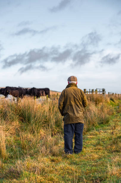 istock Senior man in a rural setting with his back to the camera looking at beef cattle in a field in south west Scotland. 1200581869