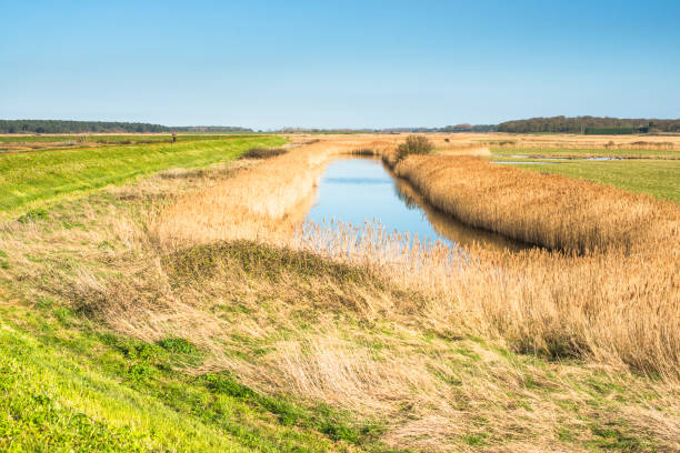 istock Views of salt marshes surrounded by reeds 1200581895