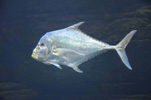 istock Lockdown fish Selene dorsalis Atlantic, aquarium Berlin Germany 1200581949