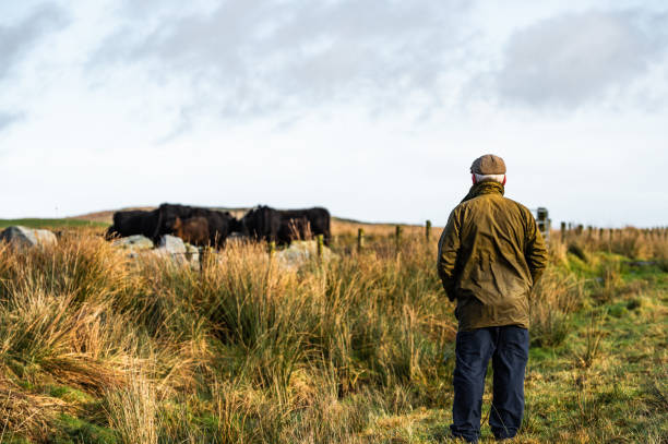 istock Senior man in a rural setting with his back to the camera looking at beef cattle in a field in south west Scotland. 1200581990