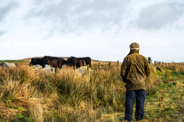 A grey haired man wearing an old waxed jacket and a tweed cap looking at a small herd of black galloway beef cattle.