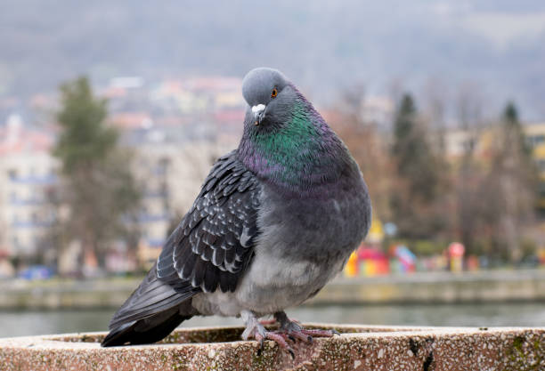 istock Pigeon in the park. A beautiful dove. 1200582729