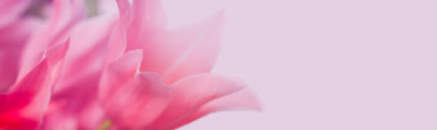 istock large pink tulips, banner format, place for text 1200583291