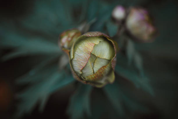 beautiful background with a flower bud in muted colors beautiful background with a flower bud in muted colors. spring bud selective focus outdoors stock pictures, royalty-free photos & images