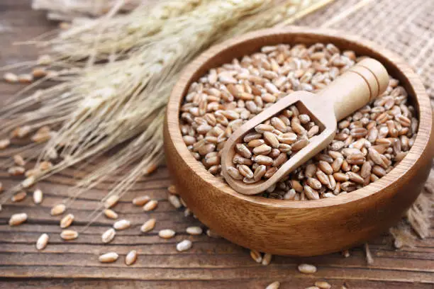 Wheat grains in wooden spoon on wheat ears plants background, selective focus, toned