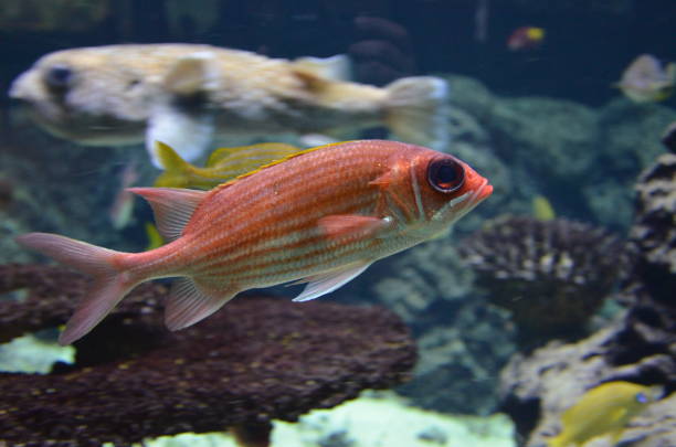 istock Tropical fish in aquarium, Berlin 1200585653