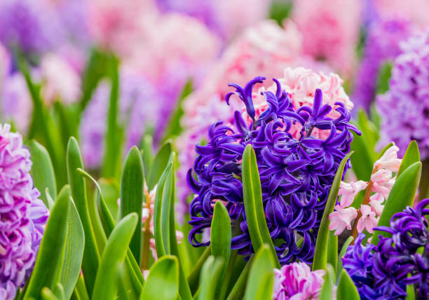 istock Large flower bed with multi-colored hyacinths, traditional easter flowers, flower background, Easter spring background. Close up macro photo, selective focus. Ideal for greeting festive postcard. 1200586101
