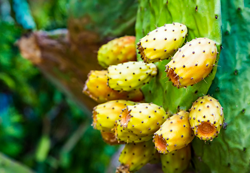 Opuntia ficus-indica or prickly pear, Indian fig opuntia, cactus pear. Ripe yellow orange fruits of opuntia closeup.
