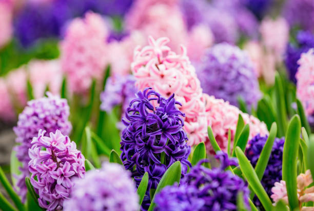 istock Large flower bed with multi-colored hyacinths, traditional easter flowers, flower background, Easter spring background. Close up macro photo, selective focus. Ideal for greeting festive postcard. 1200586120