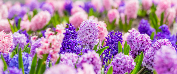 istock Large flower bed with multi-colored hyacinths, traditional easter flowers, flower background, Easter spring background. Close up macro photo, selective focus. Ideal for greeting festive postcard. 1200586170