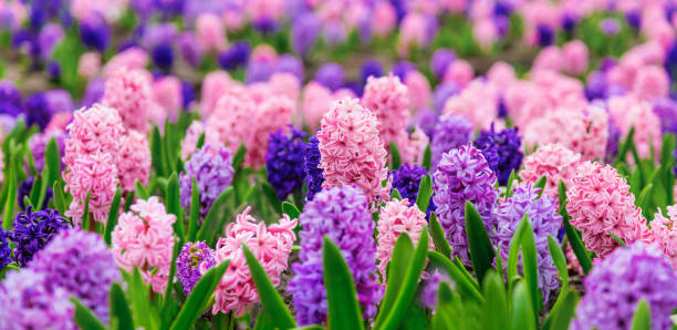 istock Large flower bed with multi-colored hyacinths, traditional easter flowers, flower background, Easter spring background. Close up macro photo, selective focus. Ideal for greeting festive postcard. 1200586189