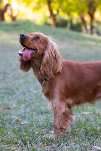 istock tongue out dog 1200587036
