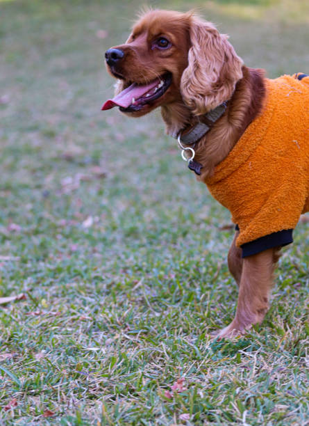 istock dog in orange suit 1200587138
