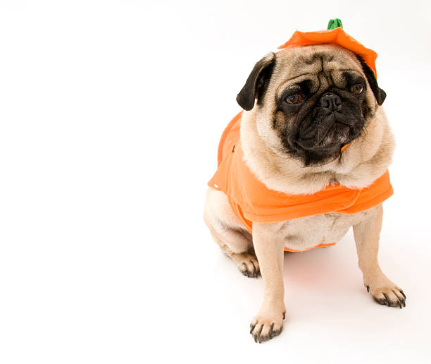 istock Pug in Pumpkin Costume 120058847
