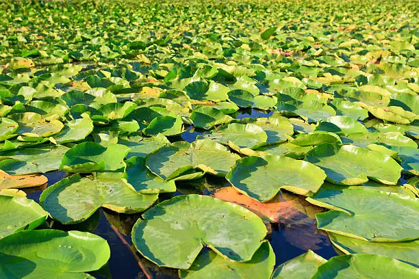 Bright green lilypads floating on a lake