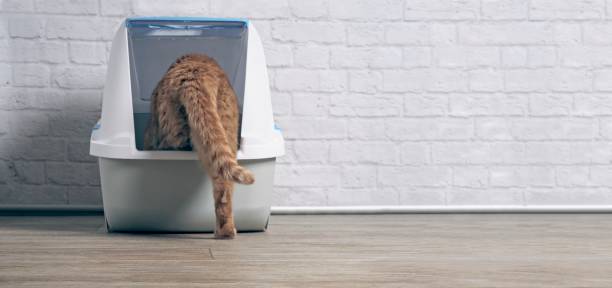 Orange tabby cat step inside a litter box. panoramic image with copy space. Orange tabby cat step inside a litter box. panoramic image with copy space. kidney failure photos stock pictures, royalty-free photos & images