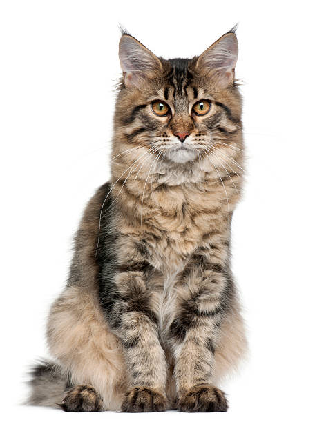 istock Maine Coon cat, 5 months old, sitting, white background. 120059128