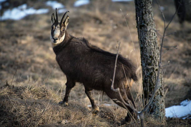 istock Alpine chamois. Gran Paradiso National Park, Italy 1200591405