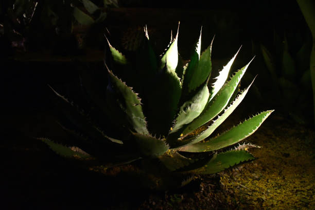 istock Aloe cactus late at night 1200592824