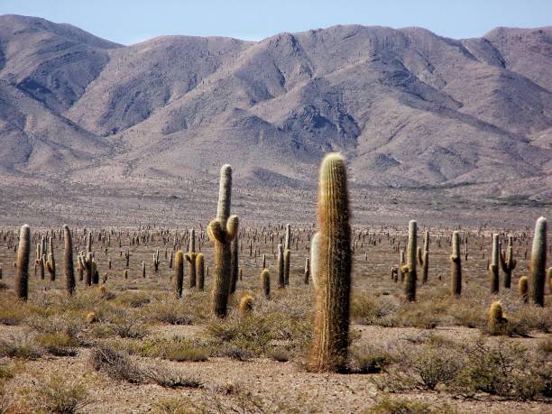 istock Cactus in the desert 1200597189