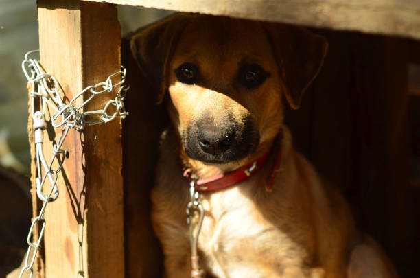istock a scared cute pup in kennel with wide eyes 1200597423