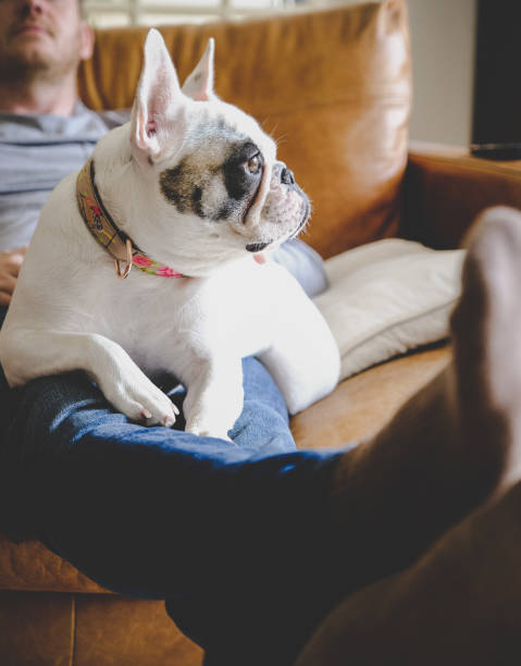 istock Man sleeping with his French bulldog resting on his lap 1200598656