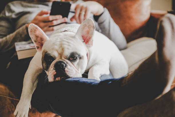 istock Man on sofa using phone with Frenchie dog lying on his lap 1200598657