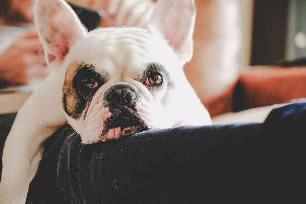 istock French Bulldog resting on man's lap 1200598658