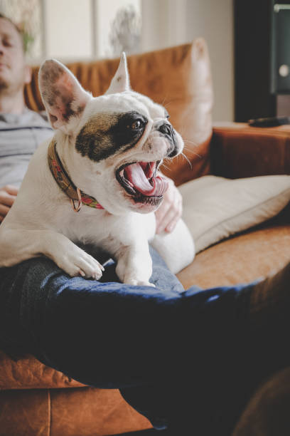 istock Man sleeping with his French bulldog resting on his lap 1200598671