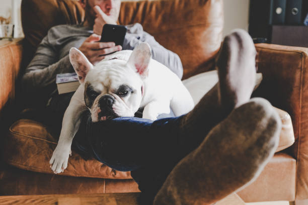 istock Man on sofa using phone with Frenchie dog sleeping on his lap 1200598674