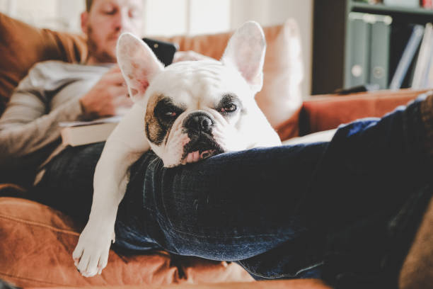 mann auf dem sofa mit telefon mit frenchie hund schlafen auf seinem schoß - auf dem schoß stock-fotos und bilder