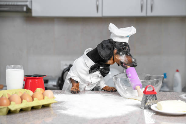 fornaio di bassotto nero e marrone chiaro che indossa cappello da chef bianco e veste in cucina, nel processo di cottura. tiene il rotolo di pasta in bocca, gli ingredienti sul tavolo. in casa, foto divertente. - bun bread cake dinner foto e immagini stock