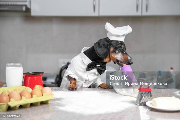 Black And Tan Dachshund Baker Wearing White Chef Hat And Robe In The Kitchen In Cooking Process Holds Dough Roll In The Mouth Ingredients On The Table Indoors Funny Picture Stock Photo - Download Image Now