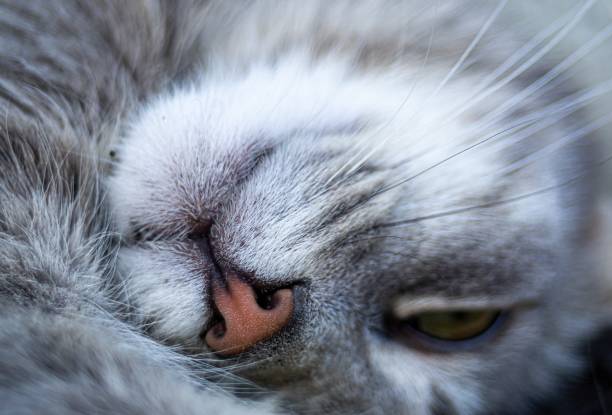 Sleepy Cat Up Close. – Foto