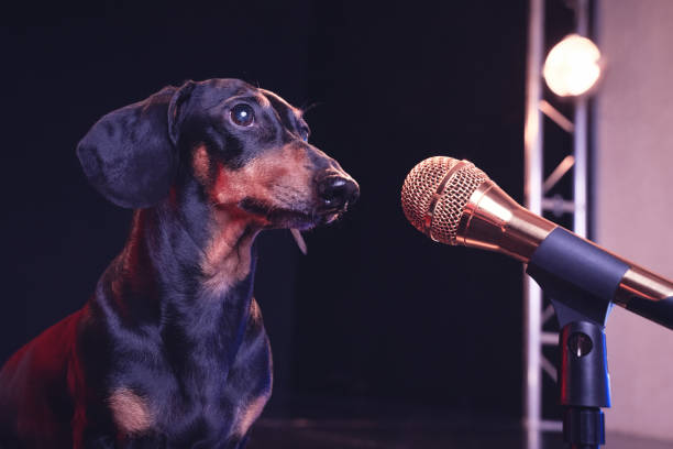 bassotto nero e marrone chiaro davanti al microfono dorato, sul palco concetto di spettacolo, festa o karaoke vocale. studio, luci da palcoscenico, sfondo nero. - animals and pets arts and entertainment music foto e immagini stock