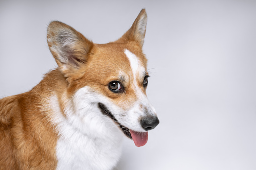 adorable portrait of amazing healthy and happy adult welsh corgi pembroke portrait on a white background