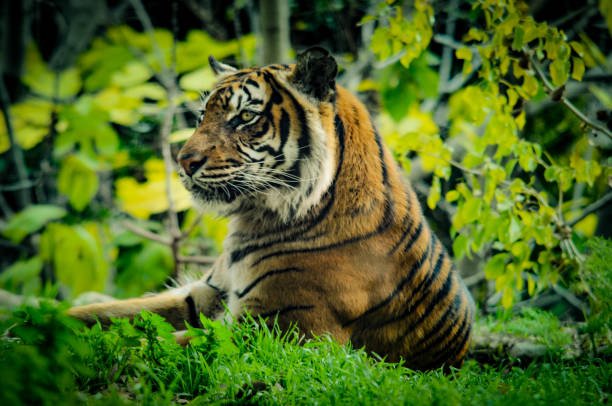 istock Bengal tiger, endangered species 2020 1200599999
