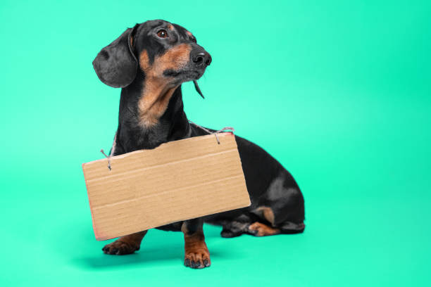 istock Cute black and tan dachshund sitting  holding a blank sign 1200600680
