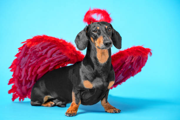 istock Cute black and tan dachshund sitting on bright blue background with crimson red feathered wings on the back and halo under the head. 1200600837
